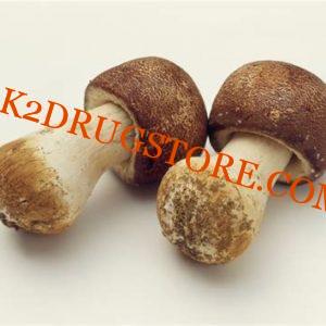 Agaricus mushroom