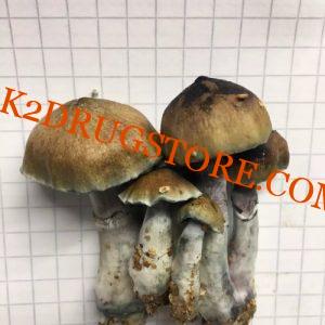 Aztec Gods mushroom