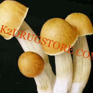 B+ Cubensis Mushroom Spores