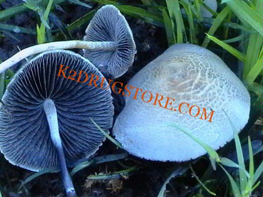Blue Meanie Magic Mushroom
