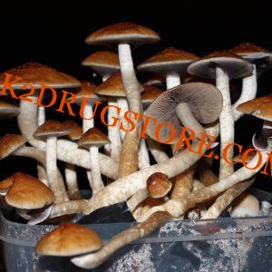 PSYCHEDELIC MAGIC MUSHROOM