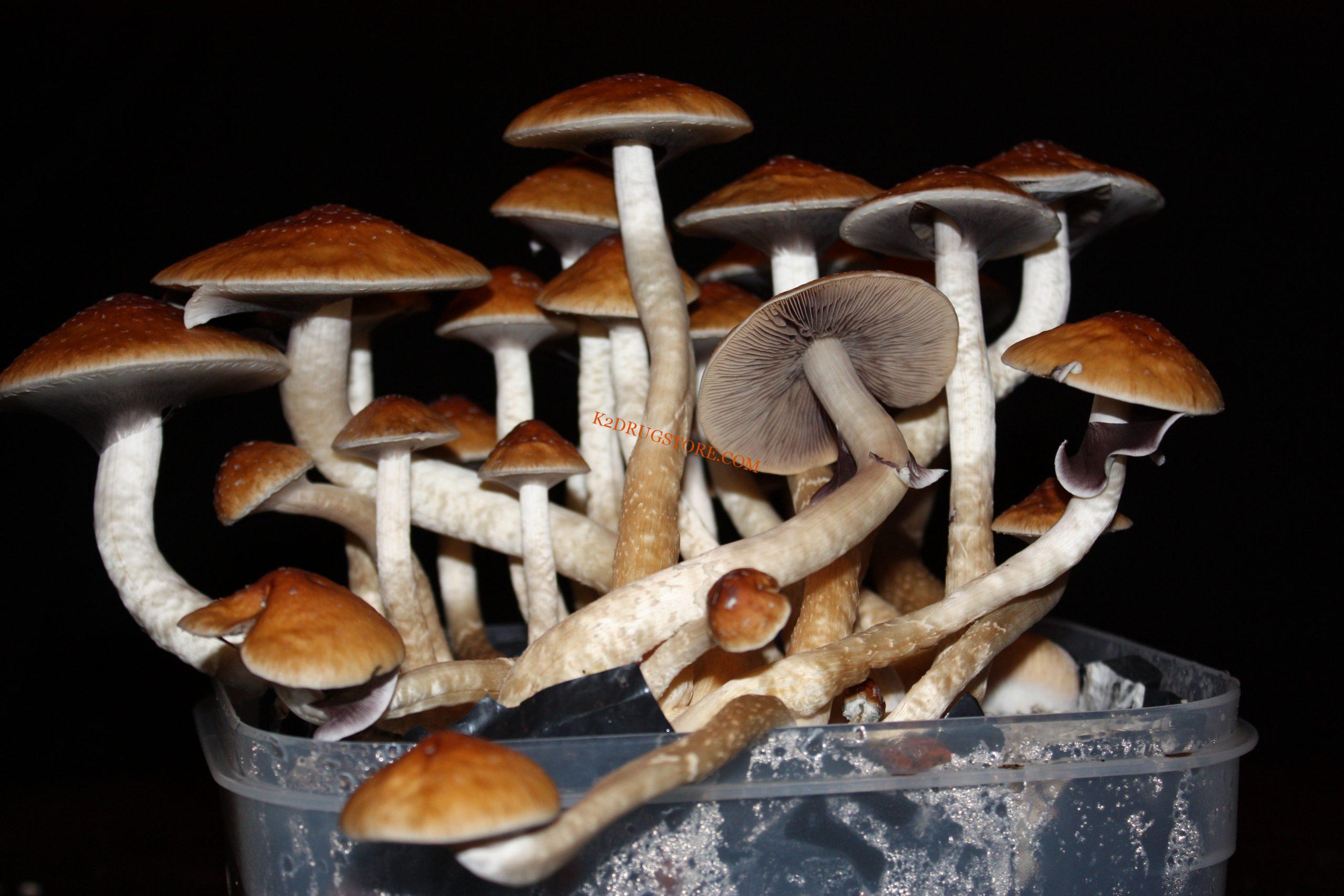 PSYCHEDELIC MAGIC MUSHROOM